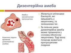 Презентація "Одноклітинні твариноподібні організми - збудники хвороб"